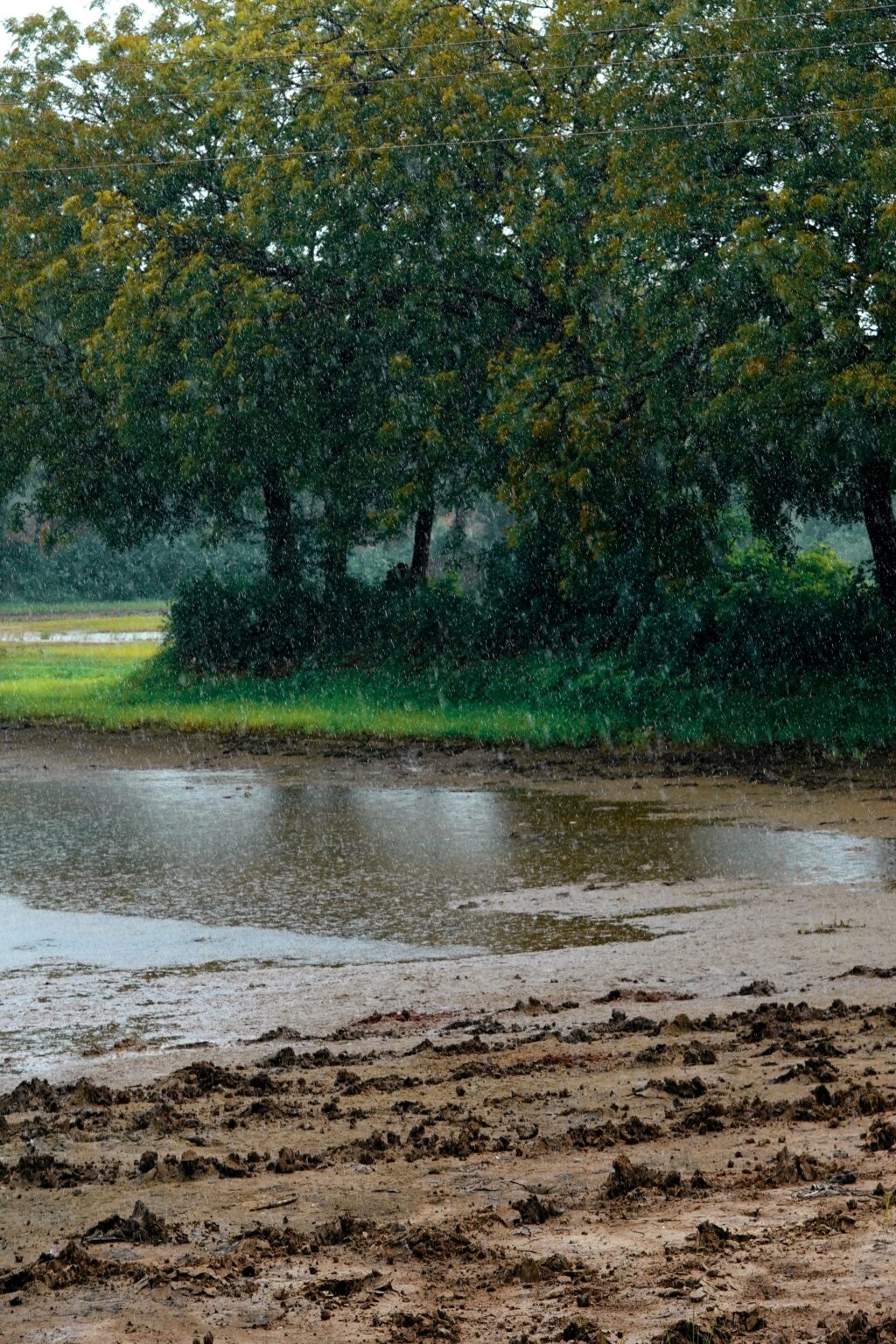 pexels-ankit-rainloure-1425442-28111549