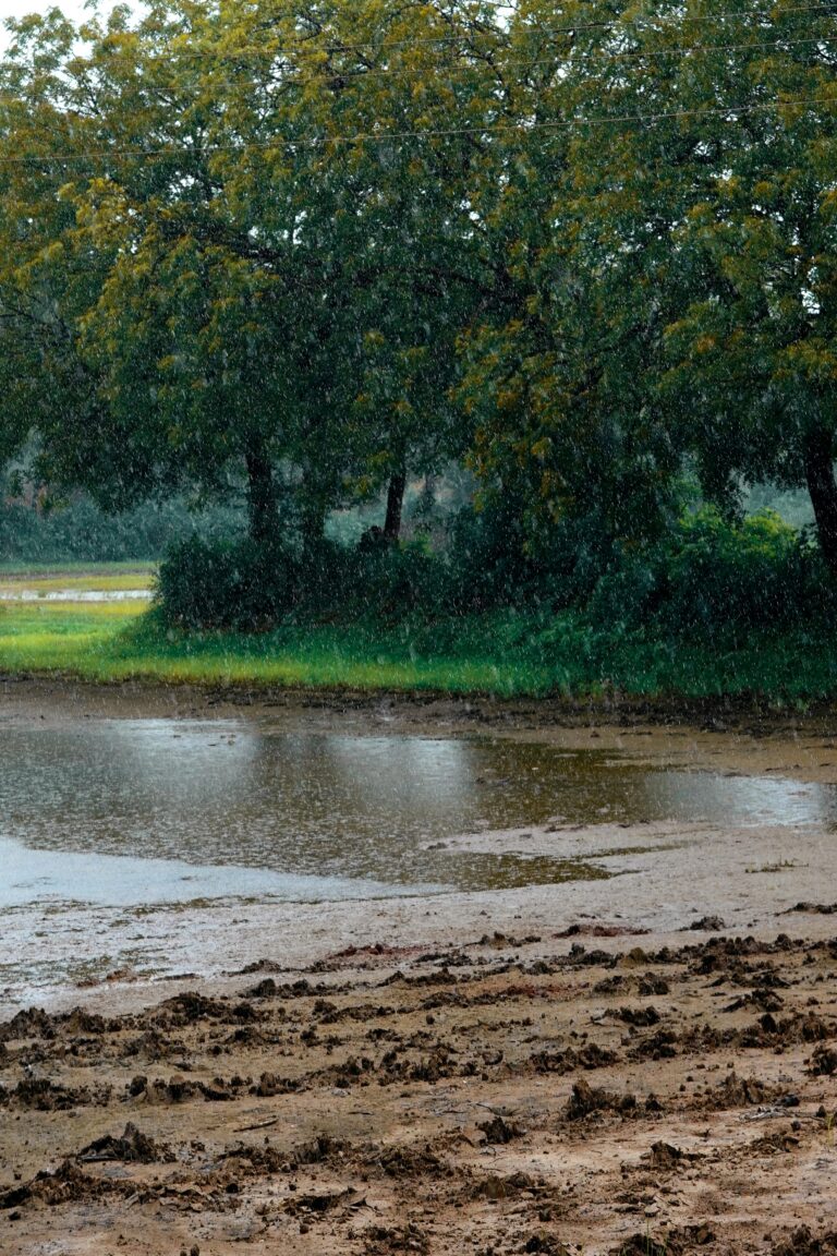 pexels-ankit-rainloure-1425442-28111549